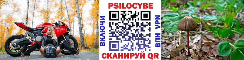 Галлюциногенные грибы Psilocybe  Карасук 